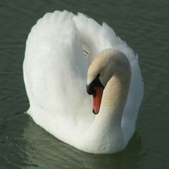 Immagine profilo di gloria.swan
